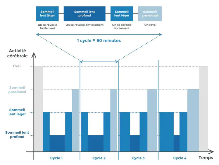 les cycles du sommeil 
